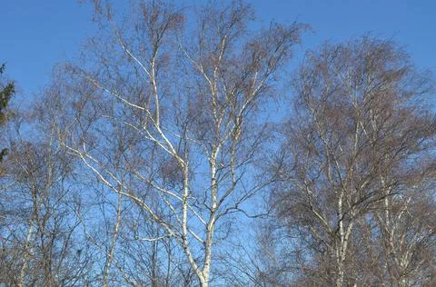 White birch trees against the background of the spring bright blue sky. Stock Photos