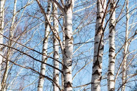 White birch trees in early spring on blue sky background Fotos Stock