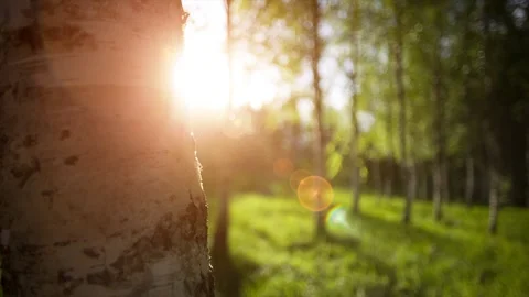 White birch trees. Stock Footage 90360965