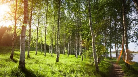 White birch trees. Stock Footage 90360996
