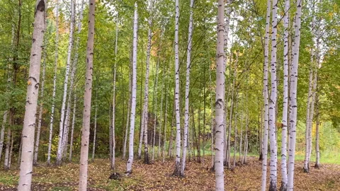 White birch trees in the forest in early autumn. Stock Footage 162844583