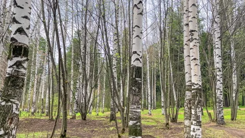 White birch trees in the forest on early spring. Stock Footage 307759836
