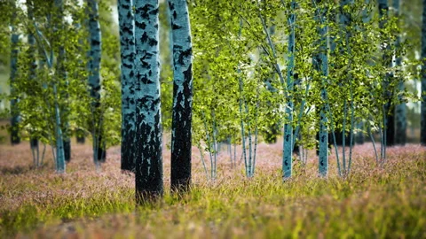 White birch trees in the forest in summer Video stock 169816968