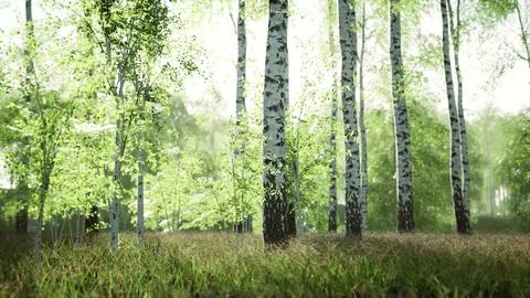 White birch trees in the forest in summer Stock Illustration
