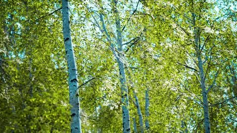 White birch trees in the forest in summer Stock Illustration