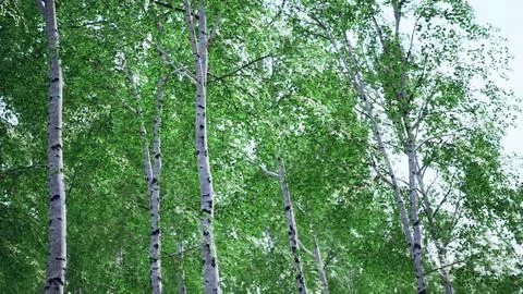 White birch trees in the forest in summer Stock Illustration