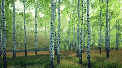 White birch trees in the forest in summer Stock Illustration
