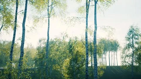 White birch trees in the forest in summer Stock Illustration
