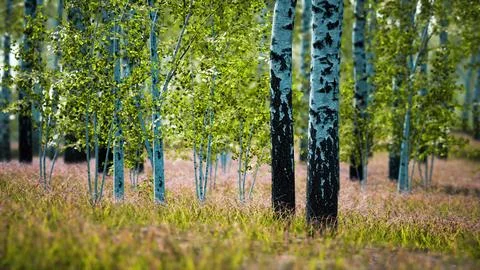 White birch trees in the forest in summer Stock Illustration