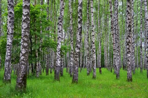 White birch trees in the forest in summer, green grass Stock Photos
