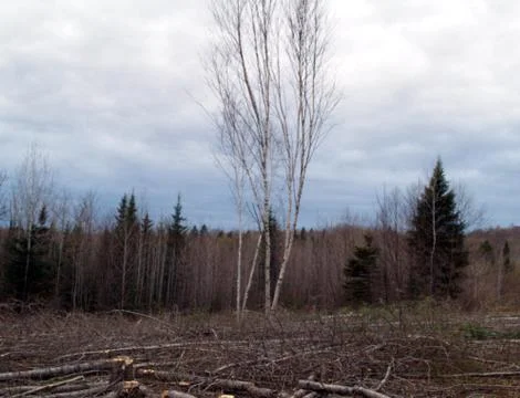 White birch trees Stock Photos