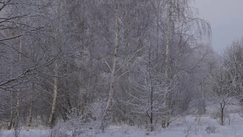 White birch trees in snow Stock Footage 327902082