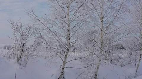 White birch trees in snow Stock Footage 327902225