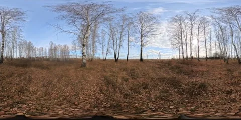 White birch trees stand tall against a clear blue sky in an open field covered Vídeos de archivo 309928516