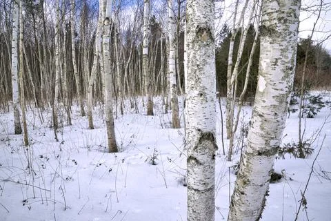 White birch trees in winter forest, texture background birch. The landscape o Stock Photos
