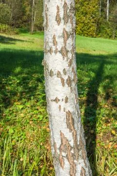 White birch trunk on a green background of grass and forest. Stock Photos