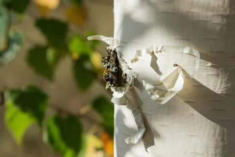 White birch trunk with shadows on it. Stock Photos