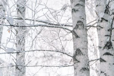White birch trunks and bare branches in peaceful snowy winter forest Stock-Fotos