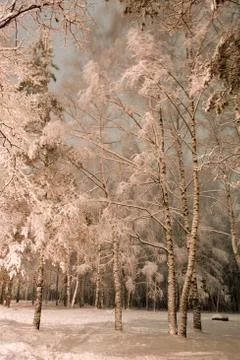White birches in snow Stock Photos