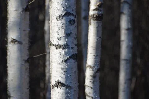 White birches trunks. Stock Photos