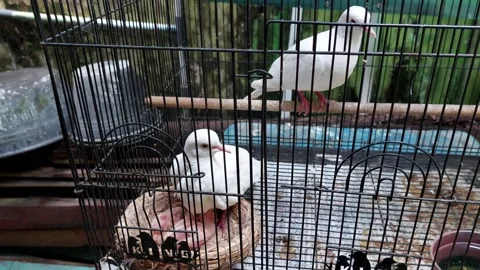 White bird activity and its chicks in a cage Stock Footage 232347135