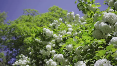 White bird cherry in bloom in May Stock Footage 158022897