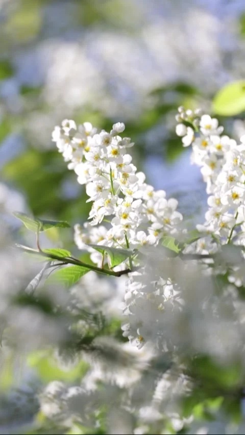 White bird cherry blossom, close-up Stock Footage 309923170