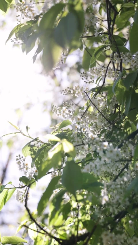 White bird cherry blossom. Spring nature background Video stock 309923163