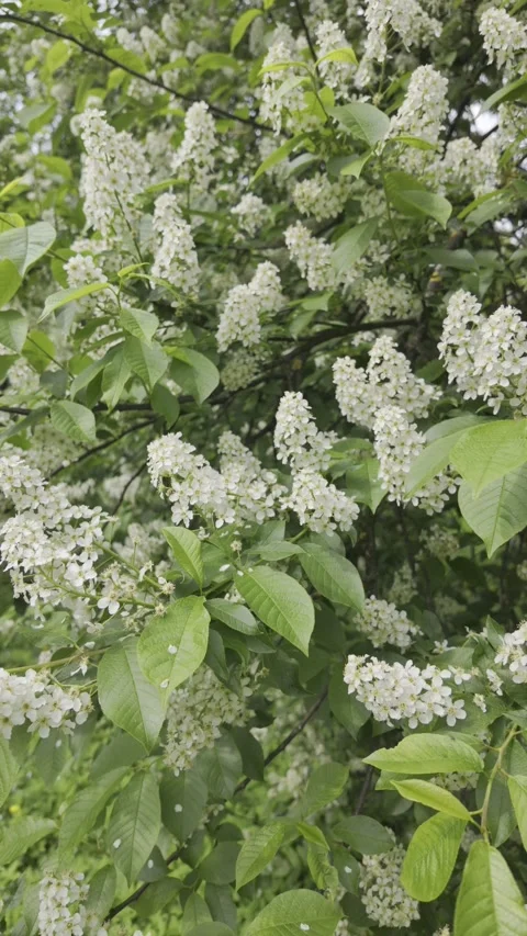 White bird cherry blossoms grow thickly on green leafy branches. Stock Footage 335028816