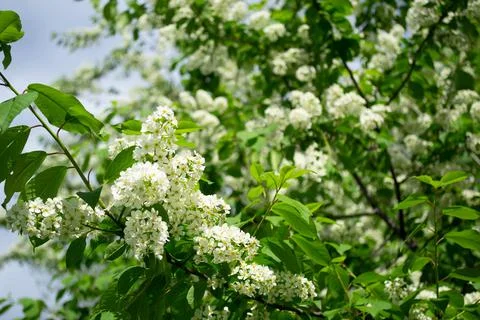 White bird cherry blossoms in spring Foto stock