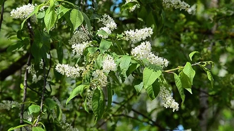 White bird cherry blossoms on a sunny day Stock Footage 170672612