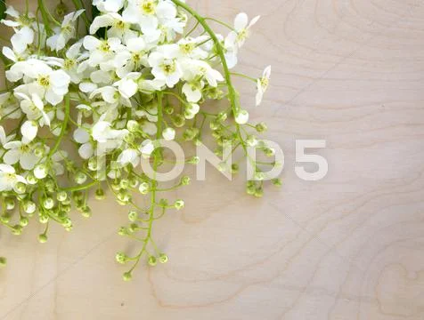 White Bird-Cherry Flowers On Wooden Background.