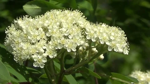 White bird cherry Stock Footage 59893066