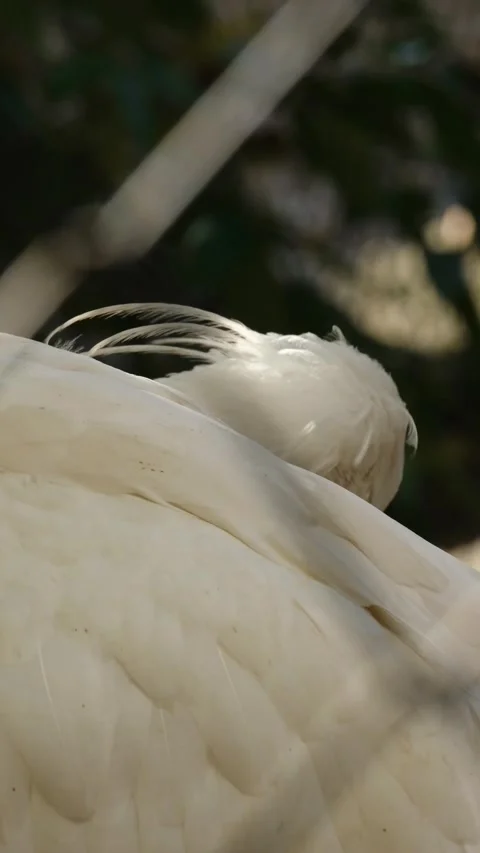 A white bird cleans its feathers with its beak in soft natural light. The scene Stock Footage 325741359