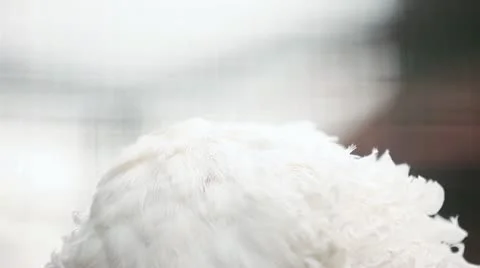 White Bird closeup Stock Footage 11104905