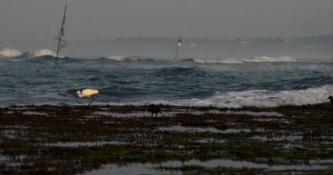 White  bird in coral ocean Stock Footage 86606876