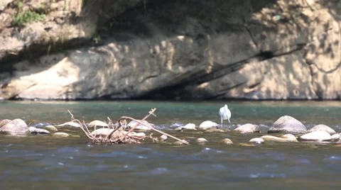 White bird eats in river in wuyishan china Stock Footage 56570247