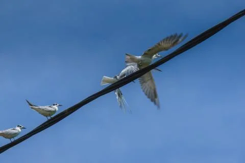 White bird on the electrical cable near to paddy field Stock Photos