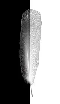 White bird feather on gray background.  Illustration. Stock Illustration