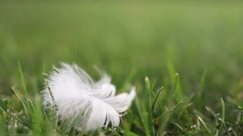 White bird feather hanging at grass blade, copy space. Stock Footage 211150820