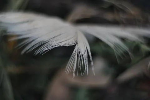 The white bird feather Foto stock