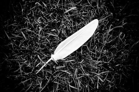 White bird feather Stock Photos