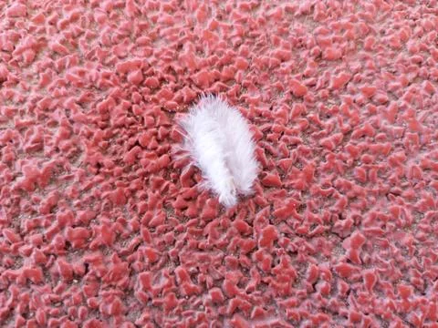 A white bird feather. Stock Photos