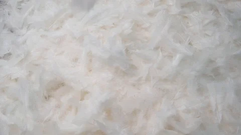 White bird feathers falling down on feathers slow in slowmotion 動画素材 124282835