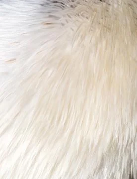 White bird feathers Stock Photos