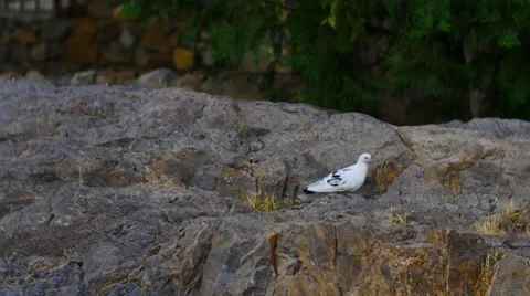 White Bird Feeding on the Rocks Stock Footage 53232829