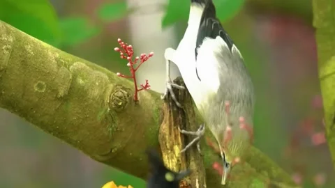 White Bird Feeding on Tree Stock Footage 323143833
