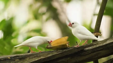 White Bird Feeding on Tree Stock Footage 323143836
