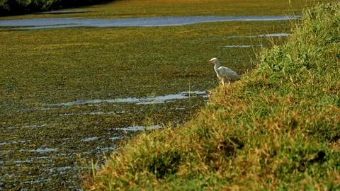 White bird in the fields 库存影片 69900742