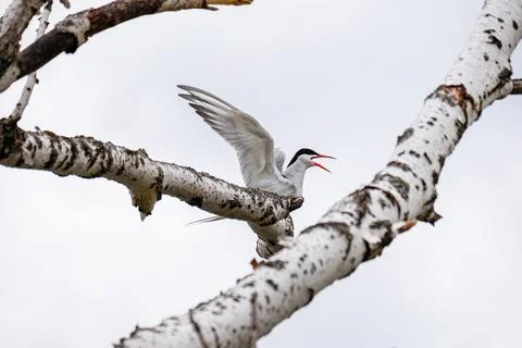 A white bird flaps its wings and takes off from a branch Stock Photos